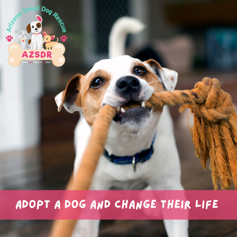 How Long Will It Take for Your Adopted Pet to Adjust? AZ Small Dog