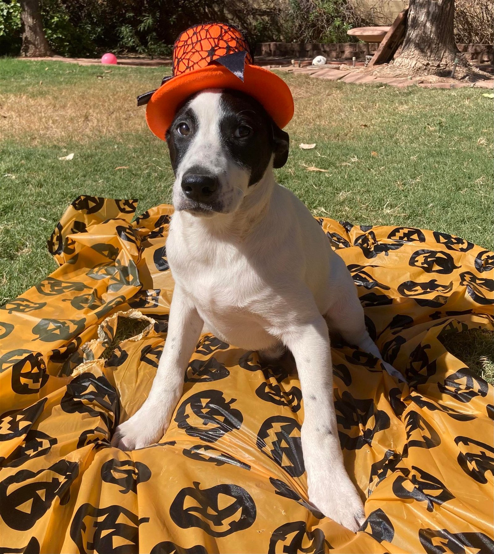 Dog Rescue Phoenix Dog Adoption Arizona Small Dog Rescue