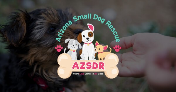 Dog Rescue Phoenix | Dog Adoption | Arizona Small Dog Rescue