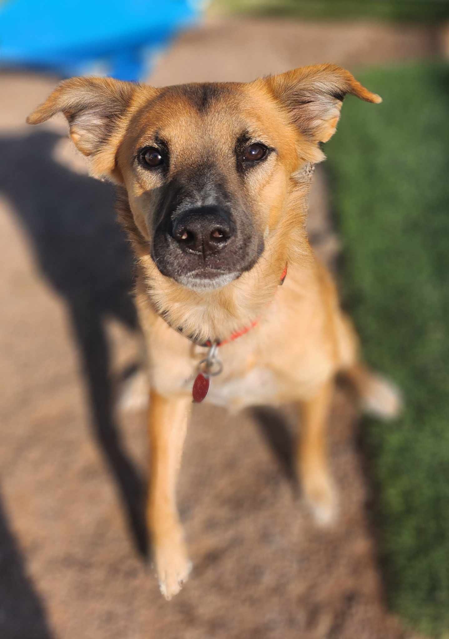 MyImpactPage - Arizona Small Dog Rescue