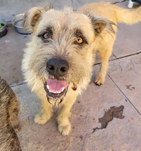 Dog Rescue Phoenix | Dog Adoption | Arizona Small Dog Rescue