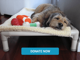 Dog Bed Donations Needed